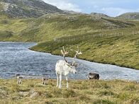 Verrückt nach Meer – Honnigsvag/Nordkap/Norwegen - Impressionen.