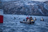 Feindselige Erde – Skjervoy, Norwegen - Ein Paar neugieriger Schwertwale späht nach dem Kameramann Didier Noirot und seinem Filmteam.
