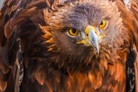 The Natural World – Porträt Steinadler.