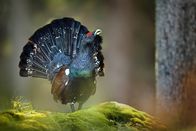 Versteckte Paradiese – Auerhühner sind bei uns durch intensive Forstwirtschaft und Massentourismus bedroht. Die urwüchsigen Wälder oberhalb des Kochelsees aber bieten unseren größten europäischen Hühnervögeln einen Lebensraum. Hier lassen sich die großen Auerhähne noch bei der Balz beobachten.