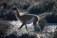 Wildes Chile – Torres del Paine, Chile - Ein Guanako mit einem dichten Fell, das auch bei schlechtem Wetter Wärme spendet.