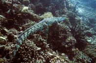 Wunder des Pazifiks – Das Salzwasserkrokodil oder Saltie ist das größte lebende Reptil der Erde. Im Gegensatz zu den warmblütigen Ottern brauchen Salties sehr wenig Nahrung. (NHNZ)