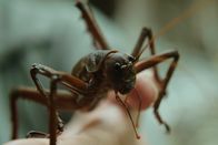Neuseeland - Rivalen der Urzeit – Die Little Barrier Wetapunga ist ein Riese unter den Insekten.