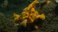 Big Pacific – In den Gewässern Indonesiens ist der Gelbe Anglerfisch ein gefährlicher Räuber.