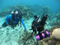 Faszination Erde – Für Kubas Korallenriffe sind die Schwebstoffe im Wasser, die im Zuge eines Hurrikans angeschwemmt werden, eine tödliche Gefahr. Doch sie sind nicht völlig schutzlos. Dirk Steffens zeigt mit erstaunlichen Zeitrafferaufnahmen, wie sich manche Korallen selbst reinigen können.