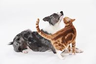 Der Hund - Unser treuer Begleiter – Do, 06.10., 01:35 Uhr