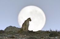 Wilde Dynastien – Das Pumaweibchen Rupestre vor dem aufgehenden Mond