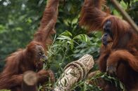 Leopard, Seebär & Co. – Ganz schön schlau: Die Orang-Utan Weibchen lieben knifflige Aufgaben.