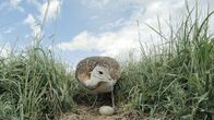 Die Odyssee der Großtrappen - Das Comeback der Riesenvögel – Eine Großtrappenhenne an ihrem Nest
