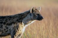 Wilde Dynastien – Sia blickt über die Ebene des Nationalparks Liuwa Plains.