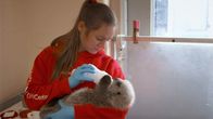 Alaskas Wildtier-Retter – Die leitende Tierärztin Sarah McMillen hält einen verwaisten Seeotterwelpen vor seinem Flug zum Alaska SeaLife Center