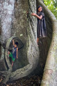 Die Hüter des Waldes – Die grüne Lunge des Planeten: der Amazonasregenwald