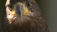 Alaskas Wildtier-Retter – Bald eagle, Mystique, awaits his release from the Alaska Raptor Center. (National Geographic)