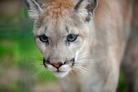 Panda, Gorilla & Co. – ARD/rbb PANDA, GORILLA & CO., TEIL 262, "Geschichten aus dem Zoo Berlin und Tierpark Berlin" Uhr im ERSTEN. Missoula ist eine seltene Montana-Puma-Zuchtkatze, die im Tierpark von Hand aufgezogen wurde.