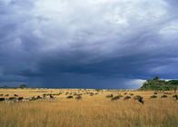 Die letzten Paradiese – In den weiten Grasebenen der Serengeti zuhause: die Streifengnus und die Steppenzebras, beides Grasfresser, die friedlich nebeneinander leben ...