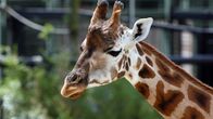 Bronx Zoo - Tierpark der Superlative – Giraffe.