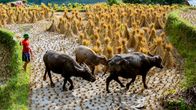alpha-expedition / Länder-Menschen-Abenteuer: Mit dem Zug ... – Reisfarmer in der Provinz Ha Giang im Norden Vietnams: Der Wasserbüffel ist immer dabei.