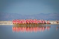 Planet Erde II – Flamingos führen einen Paarungstanz in einem Salzsee auf dem Altiplano der Hochanden auf. Diese Flamingo-Kolonie lebt in größerer Höhe als alle anderen. Vermutlich verhelfen Inhaltsstoffe ihrer Nahrung den Vögeln nicht nur zu ihrem Pink im Gefieder, sondern schützen sie auch vor der extremen UV-Strahlung in dieser Höhe.