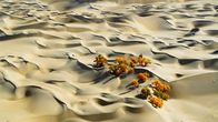 Unser grüner Planet – In der Taklamakan-Wüste in China wachsen speziell angepasste Pappeln unter härtesten Bedingungen.