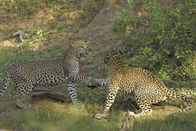 Animal Fight Club – Leopards can jump more than 6 m horizontally (19 feet 8 inches) and 3 m (9 feet 10 inches) vertically.