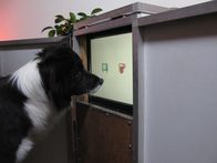 Tierisch clever – Man's best companion, the dog has been by our side for 12,000 years, but its intelligence still surprises us.