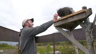 Alaskas Wildtier-Retter – Animal Keeper Austin Blackwell feeds Heath, a three-legged porcupine, some snacks at the Alaska Wildlife Conservation Center. (National Geographic)