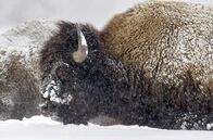 Yellowstone - Park der Extreme – Der älteste Nationalpark der Welt unter Extrembedingungen: Yellowstone im Winter.