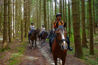 Anna und die Haustiere – Im Wald muss die Reitergruppe besonders aufmerksam sein. Tiere oder Geräusche könnten die Pferde erschrecken.
