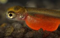 planet e. – Von allen Lachssorten ist der Rotlachs der wertvollste Fisch seiner Gattung.