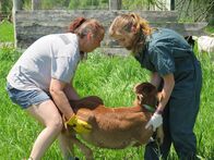 Der unglaubliche Dr. Pol – MECOSTA, MICH - Dr. Emily ist bei Tracy zu Hause, um ein Kalb mit einem großen Abszess im Gesicht zu behandeln. Nach einer leichten Beruhigung tragen die beiden Frauen das Kalb zu einem guten Platz, um zu arbeiten. (Bildnachweis: National Geographic Channels/Elise Leichtnam)