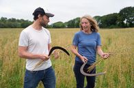 Zu Tisch ... – Wie vor Tausenden von Jahren: Owen und Becky ernten den schwarzen Hafer mit Sicheln.