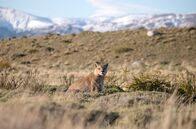 Tierische (R)Evolution – Berglöwen stellen eine Bedrohung für die Guanakos dar.