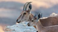 Tierbabys mit der Ente – Klettern;