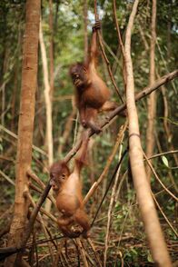 Orangutan Jungle School - Kindergarten mal anders – Fr, 29.07., 02:15 Uhr