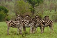 Wildtiere vor der Kamera – Sa, 23.05., 22:35 Uhr