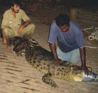 Hunter Hunted – Crocodile Capture - Kakadu Rangers