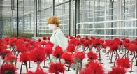 Little Joe – Alice (Emily Beecham)