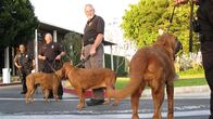 Tierisch clever – Auf der Erde leben 400 Millionen Hunde. Es gibt Arbeitshunde, Rettungshunde, Schoßhündchen, Blindenhunde, Zirkushunde, preisgekrönte Champions und viele mehr. Seit über 12.000 Jahren begleiten sie den Menschen auf seinem Weg durch die Geschichte und den Alltag. Dabei hängt die Erfolgsgeschichte der Tiere nicht zuletzt mit ihrer Intelligenz zusammen. Die meisten Hundehalter halten ihre vierbeinigen Freunde für wahre Genies. Doch wie klug sind die Kläffer wirklich? NATIONAL GEOGRAPHIC beobachtet Wissenschaftler und Hundetrainer bei dem Versuch, neue Antworten auf eine alte Frage zu geben.