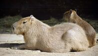 Zoo-Babies – Wasserschwein mit Nachwuchs im Zoo Berlin