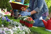 Schnittgut. Alles aus dem Garten – Woman planting flowers in garden