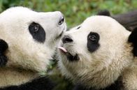 Der Große Panda – Mit rund drei Jahren sollte der Panda-Nachwuchs langsam selbständig werden, doch der Halbwüchsige weicht seiner Mutter kaum von der Seite.
