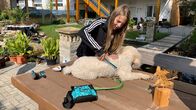 Lilli - Mein Leben mit Shira – Lilli kämmt Shira das dicke lockige Fell.
