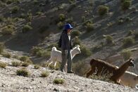 Die Anden – Eine von Nellys Töchtern mit den Lamas unterwegs zur Weide: Den Tieren wird nur die Himmelsrichtung vorgegeben dann ziehen sie alleine weiter und kommen abends selbständig wieder zurück.