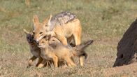Die Großkatzen der Masai Mara – Schabrackenschakale ziehen ihre Jungen in einem unterirdischen Bau auf, den die Jungtiere nach drei Wochen erstmals verlassen.