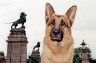 Kommissar Rex – Rex.