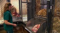 Leopard, Seebär & Co. – Fr, 14.11., 11:00 Uhr