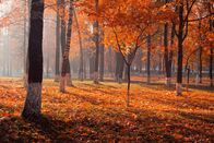 Unsere Wälder - Nonstop – Stockfotografie sonnige Herbstlandschaft