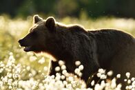 Wildes Transsilvanien – Braunbär (Ursus arctos).