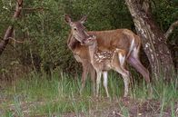 Das geheime Leben der Rothirsche – Heimlich: Anfang Mai werden die Hirschweibchen immer verstohlener. Sie ziehen sich zurück, um ihre Kälber zur Welt zu bringen.