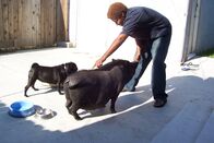 Der Hundeflüsterer – Boo der Mops verhält sich äußerst seltsam, seit dem das Hängebauchschwein Papa auch zur Familie gehört. Denise (r.) hofft, dass der Hundeflüsterer Cesar Millan helfen kann ...